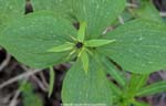 Kvikkjokk plants-<i>Paris quadrifolia</i>