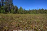 Kvikkjokk plants-<i>Rubus chamaemorus</i> (Cloudberry)