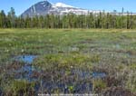 Kvikkjokk plants-<i>Menyanthes trifoliata</i> (Bogbean)