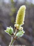 Kvikkjokk plants-<i>Salix lanata</i>
