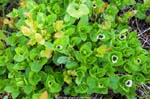 Kvikkjokk plants-<i>Cornus suecica</i>