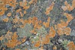 Kvikkjokk-Rocks and Lichen