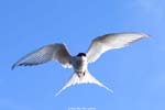 A tern for the worst...