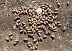 Are those pecans or moose droppings?